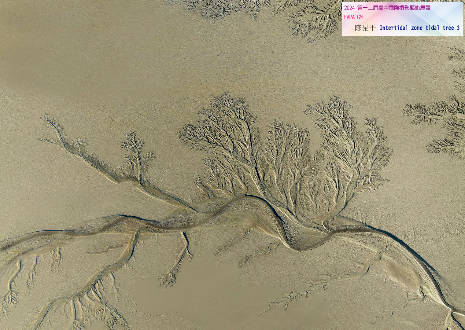 FAPA GM 陈昆平 Intertidal zone tidal tree 3