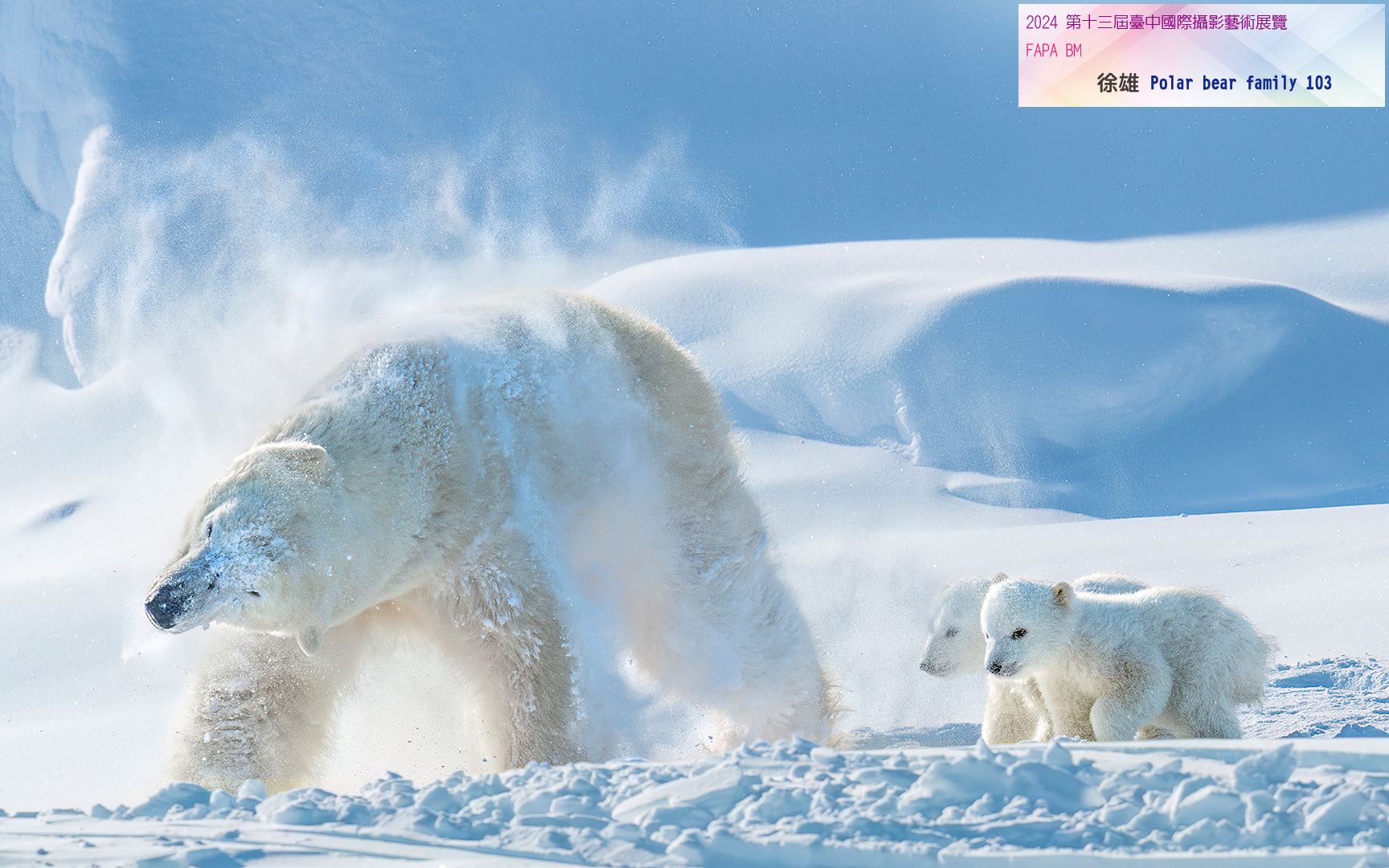 FAPA BM 徐雄 Polar bear family 103